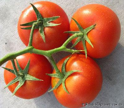 奥迪达——番茄种子