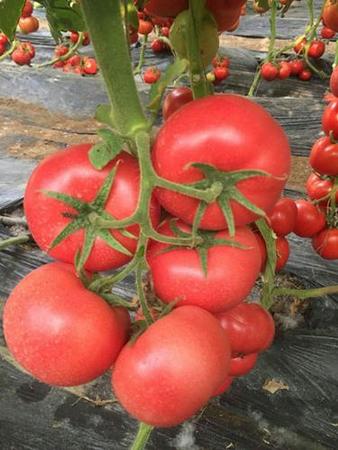 春棚粉王——番茄种子