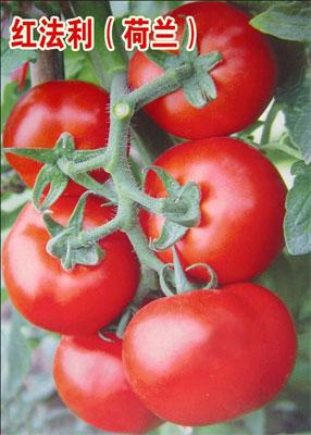 红法利——番茄种子