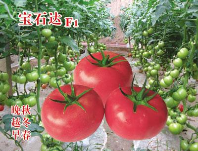 宝石达F1（粉番茄)——番茄种子