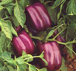 紫泰——彩椒种子